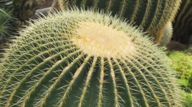 Kocaman yeşil bir kaktüs. Yakın görüş..