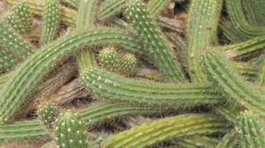 Kocaman yeşil bir kaktüs. Yakın görüş..
