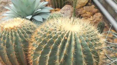 Kocaman yeşil bir kaktüs. Yakın görüş..