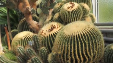 Kocaman yeşil bir kaktüs. Yakın görüş..