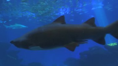 Temiz, büyük bir akvaryumda büyük bir yırtıcı köpekbalığı. Su altı dünyası.