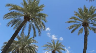 Aşağıdaki palmiye ağaçlarının POV görüntüsü. Sokakta palmiye ağaçları mavi gökyüzünün arka planında ağır çekimde.