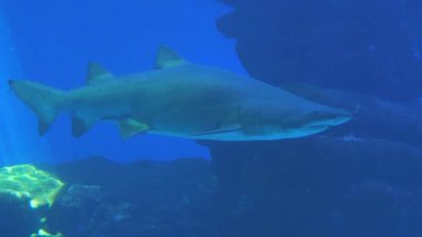 Temiz, büyük bir akvaryumda büyük bir yırtıcı köpekbalığı. Su altı dünyası.