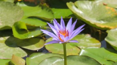 Suyun üzerinde harika bir menekşe nilüfer çiçeği. Yavaş çekimde yakın çekim..