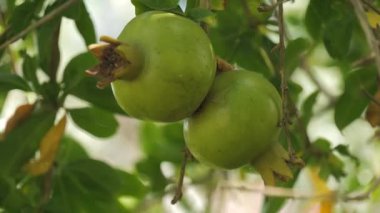 Olgunlaşmamış yeşil bir nar ağacının meyveleri. Yeşil yaprakların arka planında hasat et.