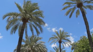 Aşağıdaki palmiye ağaçlarının POV görüntüsü. Sokakta palmiye ağaçları mavi gökyüzünün arka planında ağır çekimde.