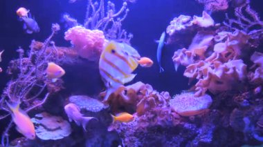 Balıklar büyük ve temiz bir akvaryumda yüzerler. Deniz balıklı sualtı dünyası.