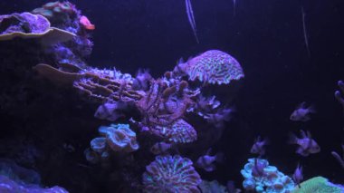 Büyük yırtıcı balıklar büyük ve temiz bir akvaryumda yüzerler. Deniz balıklı sualtı dünyası.