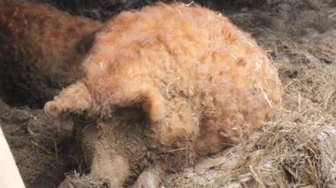 Çiftlikteki çamurda komik kıllı kahverengi domuz.