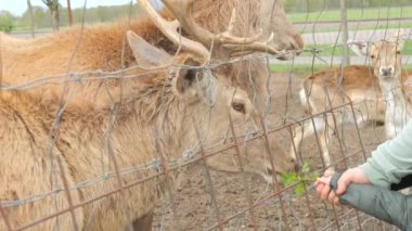 Çitin arkasında sevimli bir geyik, insan elinden çim yiyor..
