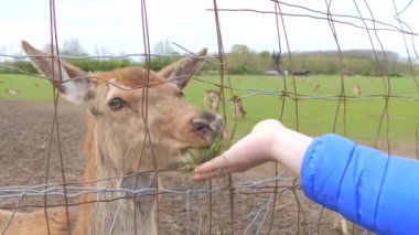 Çitin arkasında sevimli bir geyik, insan elinden çim yiyor..