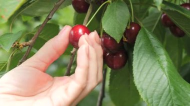 Yakın çekim kadın elleri ağaçtan olgun kırmızı kirazı yavaş çekimde topluyor. Böğürtlen hasadı kendi kendine toplanıyor..