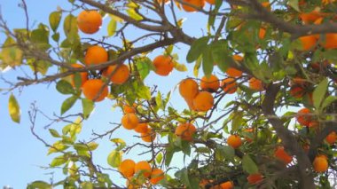 Dallarından sarkan olgun ve sulu portakallarla dolu yemyeşil bir portakal ağacının canlı yakın çekimi. Zengin yeşil yapraklar parlak turuncu meyvelerle çok güzel tezat oluşturuyor.