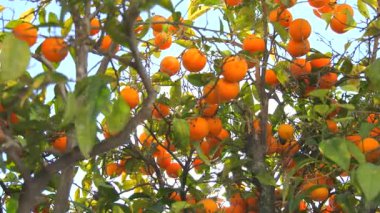 Olgun ve parlak portakallarla dolu, yemyeşil yapraklarla dolu, gelişen bir portakal ağacının güzel görüntüleri. Zengin renkler ve doğal dokular tazeliği ve bolluğu vurgular.
