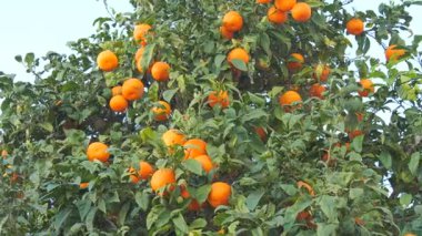 Dallarından sarkan olgun ve sulu portakallarla dolu yemyeşil bir portakal ağacının canlı yakın çekimi. Zengin yeşil yapraklar parlak turuncu meyvelerle çok güzel tezat oluşturuyor.
