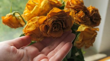 Bir kadının eli yavaşça kurutulmuş sarı güllere dokunuyor solmuş yapraklar ve solmuş renkler zamanın geçişini simgeliyor nostalji ve süreksizliği yumuşak doğal aydınlatmayı.