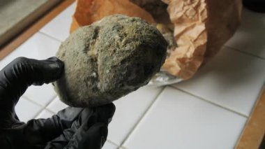 Siyah eldiven giyen ve elinde ağır küflü ekmek rulosu olan birinin yakın plan fotoğrafı. Ekmek yeşil beyaz ve siyah küf ile kaplanmış. Arka planda ileri derecede çürümüş kağıt bir torba var.