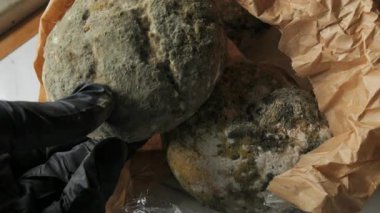 Siyah eldiven giyen ve elinde ağır küflü ekmek rulosu olan birinin yakın plan fotoğrafı. Ekmek yeşil beyaz ve siyah küf ile kaplanmış. Arka planda ileri derecede çürümüş kağıt bir torba var.