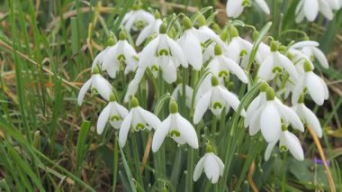 Baharda beyaz nergisli tarla.