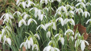 Baharda beyaz nergisli tarla.