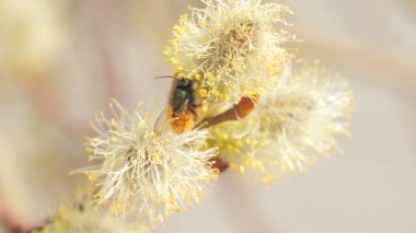 Kırmızı kuyruklu bir yaban arısı yumuşak, çiçek açan söğüt çiçeklerinden polen toplar ve baharın gelişini simgeler. Narin sarı pudingler ve tüylü tomurcuklar bulanık olanlara karşı güzel bir kontrast oluşturuyor.