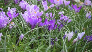 Mor timsahların çarpıcı bir görüntüsü zemine yayılarak ilkbaharın ilk zamanlarına canlı renkler getiriyor. Narin taç yaprakları ve parlak turuncu merkezleri büyüleyici bir kontrast oluşturuyor.