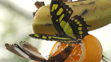 Bir muz ve portakal da dahil olmak üzere olgun meyvelerle beslenen canlı bir kelebek topluluğu. Çarpıcı yeşil ve siyah Malachite kelebeği Siproeta stelenes belirgin bir şekilde sergilenmektedir.