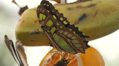 Bir muz ve portakal da dahil olmak üzere olgun meyvelerle beslenen canlı bir kelebek topluluğu. Çarpıcı yeşil ve siyah Malachite kelebeği Siproeta stelenes belirgin bir şekilde sergilenmektedir.