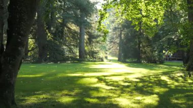 Sıcak güneş ışığıyla yıkanan sakin bir park yemyeşil çimenler ve yükselen ağaçlarla huzurlu ve davetkar bir atmosfer yaratıyor. Noktalı ışık yaprakların arasından süzülür, yumuşak gölgeler bırakır