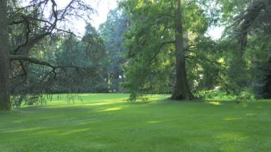 Sıcak güneş ışığıyla yıkanan sakin bir park yemyeşil çimenler ve yükselen ağaçlarla huzurlu ve davetkar bir atmosfer yaratıyor. Noktalı ışık yaprakların arasından süzülür, yumuşak gölgeler bırakır