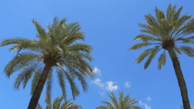 Parlak mavi gökyüzüne doğru uzanan yemyeşil palmiye ağaçlarının manzarası. Güneş ışığı canlı yeşil yaprakları vurgular, tropikal ve sakin bir atmosfer yaratır. Sıcacık bir bakış.