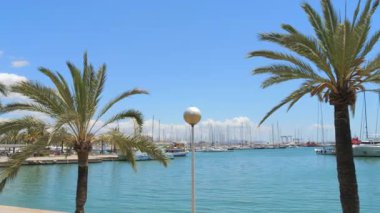 Mallorca, İspanya - 4 Temmuz 2024 Güneşli bir günde Görkemli Palmiye Ağaçları Altında Gezinirken yüksek kaliteli görüntüleri, parlak bir palmiye ağacının altında sallanan, limana demirlemiş zarif yatları yakalar.