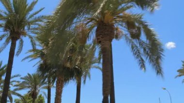 Parlak mavi gökyüzüne doğru uzanan yemyeşil palmiye ağaçlarının manzarası. Güneş ışığı canlı yeşil yaprakları vurgular, tropikal ve sakin bir atmosfer yaratır. Sıcacık bir bakış.