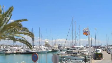 Mallorca, İspanya - 4 Temmuz 2024 Güneşli bir günde Görkemli Palmiye Ağaçları Altında Gezinirken yüksek kaliteli görüntüleri, parlak bir palmiye ağacının altında sallanan, limana demirlemiş zarif yatları yakalar.