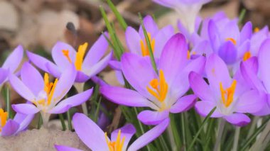 Parlak turuncu erkeklik organlarıyla narin mor kır çiçeklerinin yakın çekimi ilkbaharın erken zamanlarındaki güzelliği yakalıyor. Yumuşak taç yaprakları canlı merkezlerle çok güzel tezat oluşturuyor ve çarpıcı bir görüntü yaratıyor. Bu çiçekler yenilenmeyi ve gelişi simgeliyor.