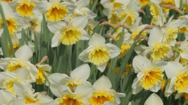 Parlak sarı ve beyaz nergislerden oluşan bir deniz rüzgarda hafifçe sallanıyor, baharın sıcaklığını ve neşesini getiriyor. Narin taç yaprakları ve canlı merkezleri yemyeşil yapraklara karşı durarak yenilenme ve tazelik tablosu oluşturuyor. Bunlar.