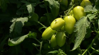 Sarmaşığa asılmış olgunlaşmamış yeşil domatesler, parlak güneş ışığı altında yemyeşil yapraklarla çevrili. Bu taze ve organik bahçe sahnesi domates büyümesinin ilk aşamasını temsil ediyor, tarım, bahçıvanlık, çiftçilik veya
