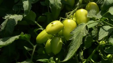 Gelişimin erken safhalarında küçük yeşil meyveler gösteren bir domates bitkisinin detaylı botanik görüntüsü. Eğitim, tarım ve biyolojik içerikte kullanılmak için idealdir. Bitki büyümesi ve gıda üretimine odaklanmıştır.