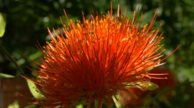 Yüksek sütun kaktüsleri, sulu çiçekleri, yukka bitkileri ve dekoratif kayalarla dolu canlı bir çöl bahçesi. Kuraklığa dayanıklı bir manzara için mükemmel kırmızı, sarı ve turuncu çiçekli Xeriscaping 'in güzel bir örneği