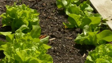 Taze tereyağlı marul, doğal bahçe toprağında gelişiyor. Yavaş yaşamanın, arka bahçenin büyümesinin ve taze, sağlıklı ürünlerin merkezindeki çevre dostu yaşam tarzının güzel bir örneği.