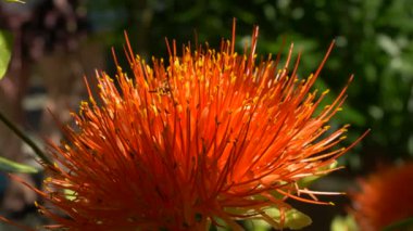 Canlı bir portakal kırmızısı olan Lily Haemanthus coccineus çiçeğinin Macro fotoğrafı. Küresel çiçek başlığı, doğal yeşil bir zemin üzerine kurulmuş, sarı uçlu, uzun, ince kekemeliğe sahiptir.