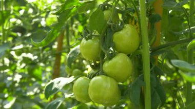 Güneşli bir sarmaşıkta canlı yapraklarla büyüyen olgunlaşmamış yeşil domates kümesi. Doğal bir arka plan, mevsimsel konsept ya da sağlık yaşam tarzı tasviri olarak kullanmak için mükemmel..