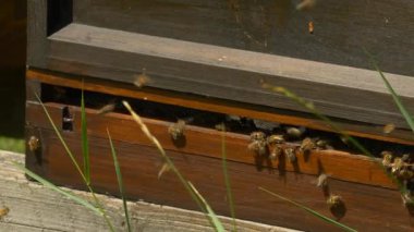 Kovanlarına girip çıkan bal arılarına yakından bakın. Arı kolonisindeki yaşam ritmini yakalamak ve doğal tozlayıcıların enerjisini iş başında yakalamak.