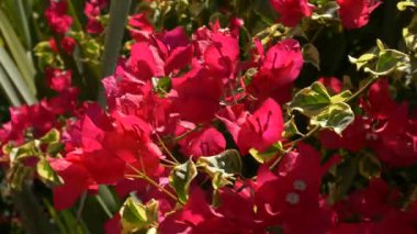 Bougainvillea bitkisinin açık pembe kolları, yeşil-sarı çeşitlilikteki yapraklarla çelişiyor. Sıcak iklimlerde canlı renkleri ve dayanıklılığıyla bilinen popüler bir tropikal süs bitkisi.