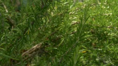 Parlak güneş ışığında, iğne benzeri yeşil yapraklarla bezenmiş verimli bir biberiye çalısının detaylı görüntüsü. Aşçılık bitkileri, Akdeniz bitkileri ya da organik bahçe işleri için ideal.