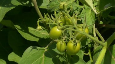 Sarmaşığa asılmış olgunlaşmamış yeşil domatesler, parlak güneş ışığı altında yemyeşil yapraklarla çevrili. Bu taze ve organik bahçe sahnesi domates büyümesinin ilk aşamasını temsil ediyor, tarım, bahçıvanlık, çiftçilik veya