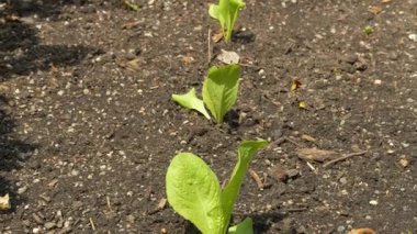 Güneşli bir günde, karanlık bahçe toprağında sırayla filizlenen genç marul bitkilerinin yakın çekimi. Erken büyüme aşamasında organik bahçecilik ve sebze yetiştirme