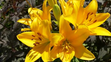 Bir yaz bahçesinde açan canlı sarı zambaklar. Güneş ışığıyla yıkanmış, birbirine zıt yapraklarla çevrili büyük taç yaprakları ve belirgin ergenler.