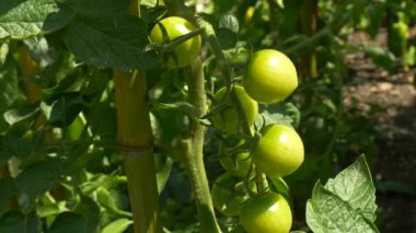 Bahçe bahçesinde olgunlaşan yeşil, olgunlaşmamış domatesler. Evde yetişen gıdaların, yavaş beslenen gıdaların ve organik bahçe işlerinin mükemmel bir temsili.