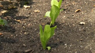 Güneşli bir günde, karanlık bahçe toprağında sırayla filizlenen genç marul bitkilerinin yakın çekimi. Erken büyüme aşamasında organik bahçecilik ve sebze yetiştirme